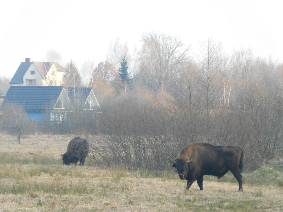 Wejmutka, Bialowieza Apartment Bagian luar foto