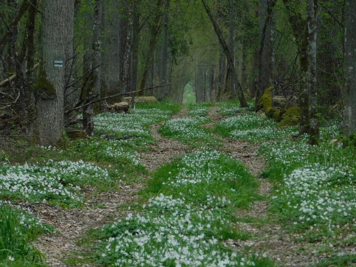 Wejmutka, Bialowieza Apartment Bagian luar foto